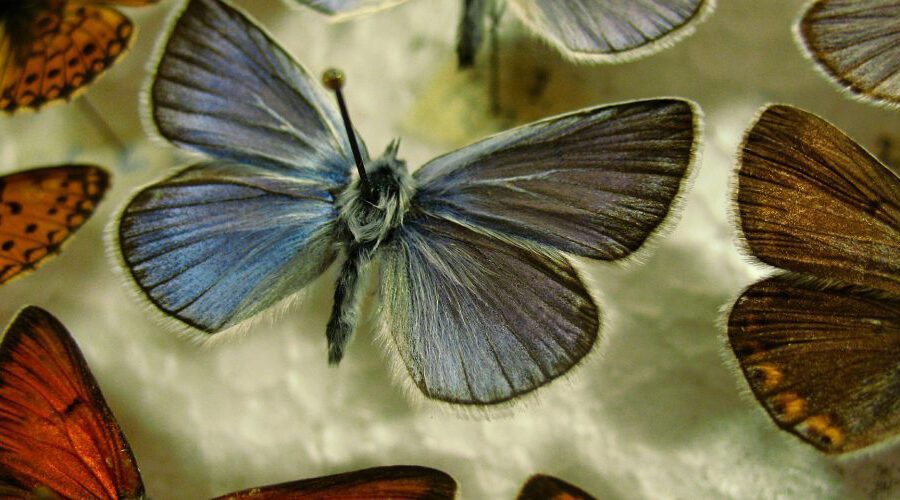 Pinned Butterfly