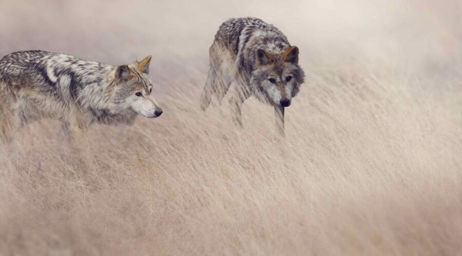 Two wolves in tall grass