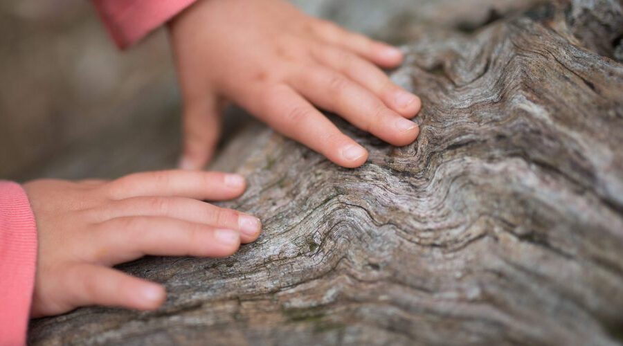 A child's hands touching tree bark