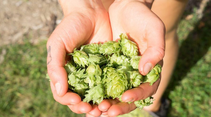 Young hands holding hops