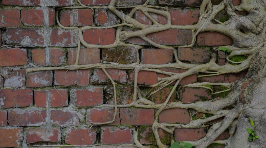 Roots growing in a brick wall