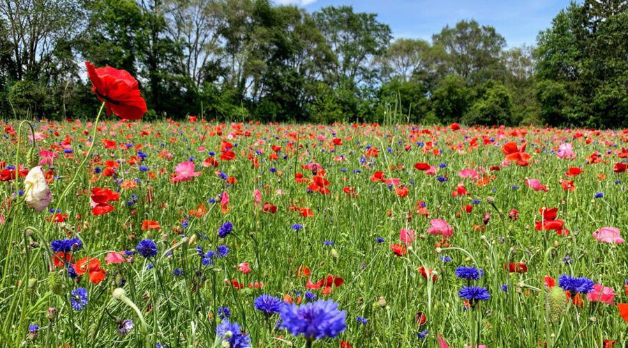 Field of wild flowers