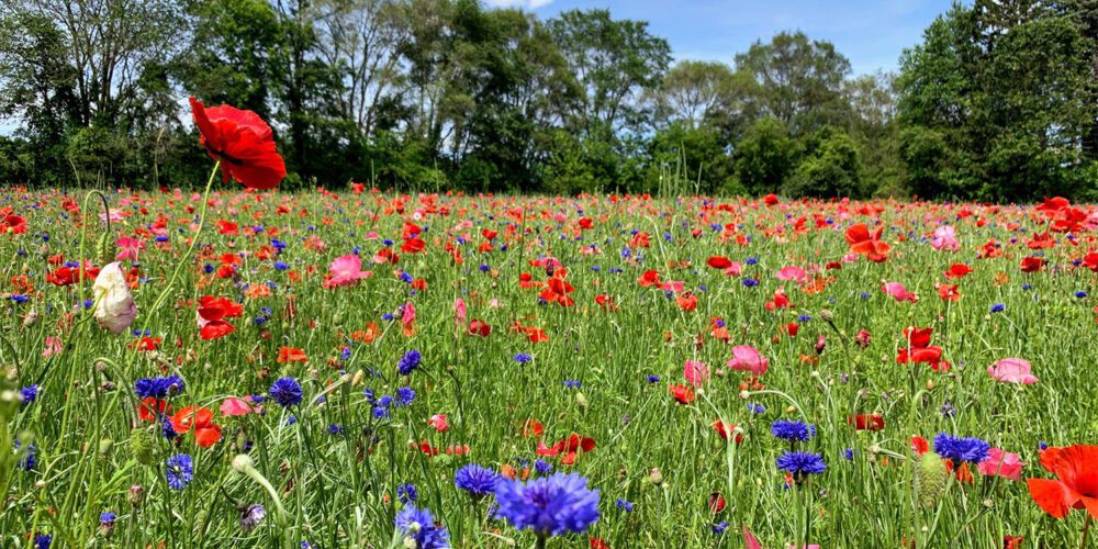 Field of wild flowers