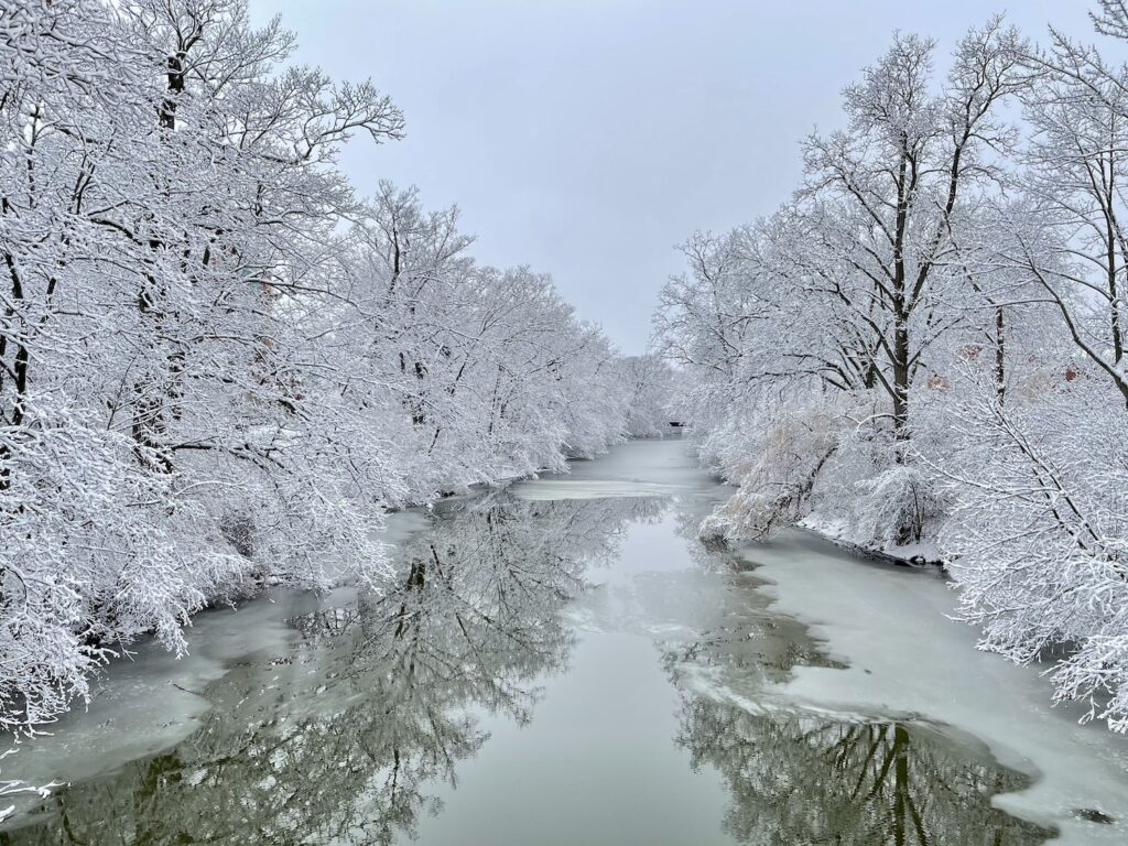 Red Cedar River in Winter, white snow covers the trees on both sides of the river which is beginning to ice over from the banks.