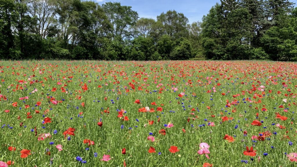 Image of a field of wildflowers, pink, violet, and red in green grass under a beautiful blue sky.
