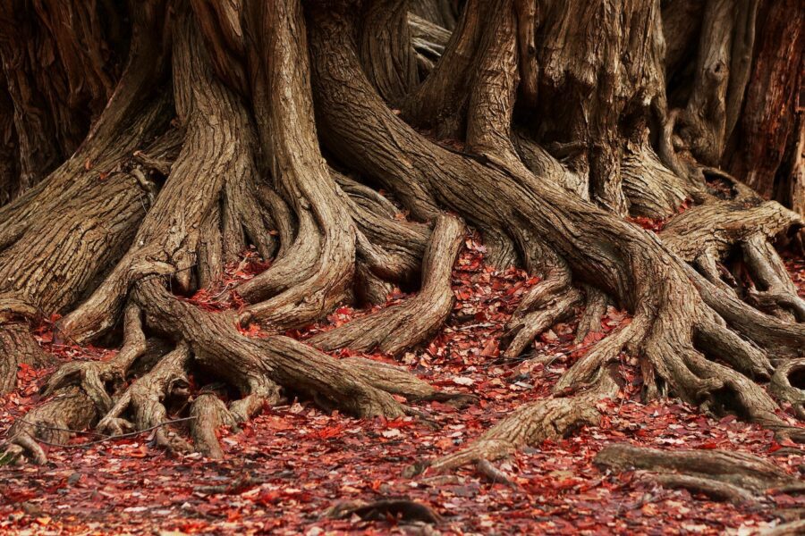 The entangled roots of a large tree with red leaves on the ground. The roots point to the web of relationships that influence authorship, shape collaboration, and enrich scholarship.
