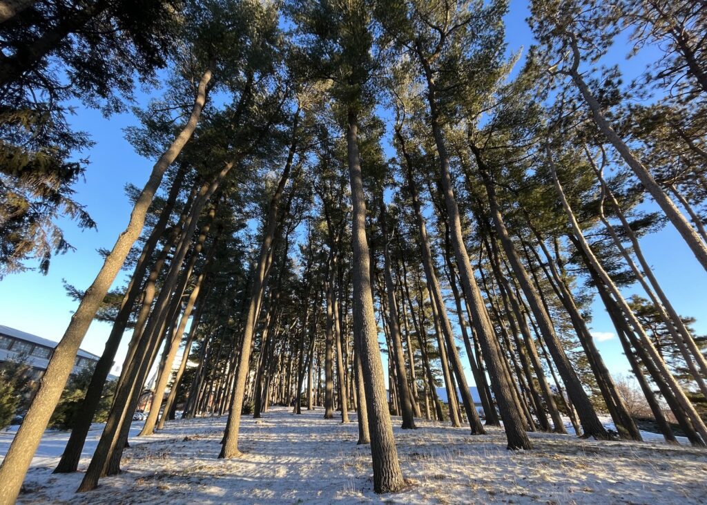 A large cluster of pine trees rise up tall from a snow covered hillside. The image is taken from the perspective of the ground level looking up through the trees with the setting sunlight from behind the photographer playing among the trunks of the trees.