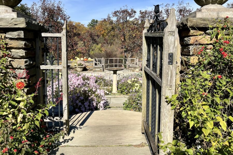 A wooden gate framed by two columns of beige brick covered by green vines with red blossoms opens onto a tiered garden with a birdbath in the center. Off in the distance beyond the garden there are trees in full autumn folliage. The path leading to the bird bath is lined with purple flowers on this sunny November day in the Dumbarton Oaks gardens.