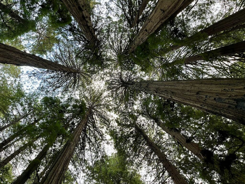 Looking up from the ground through the tall Redwoods of the Cathedral Grove in Muir Woods in California. The sky is seen refracted through the branches of the enormous redwoods.