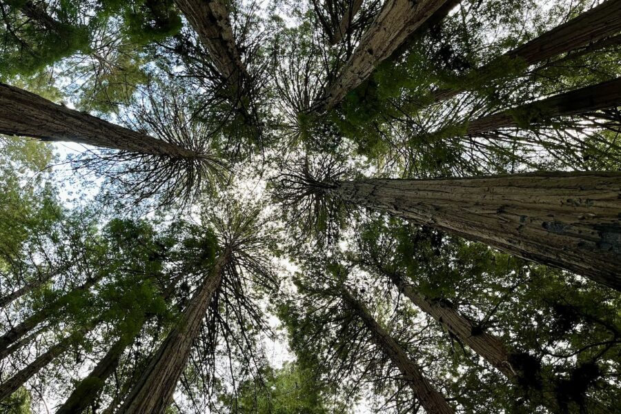 Looking up from the ground through the tall Redwoods of the Cathedral Grove in Muir Woods in California. The sky is seen refracted through the branches of the enormous redwoods.